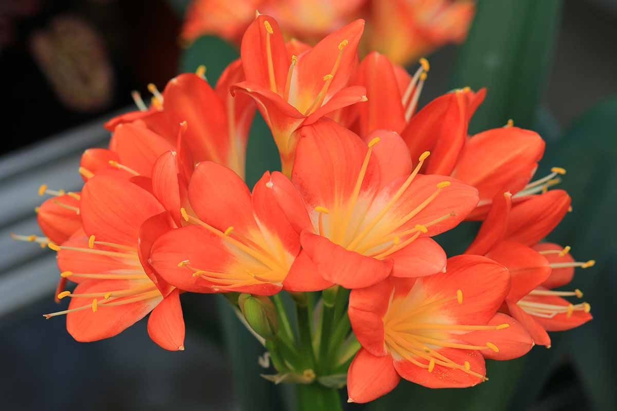 La clivia tiene flores que la vuelven única. La clivia tiene flores que la vuelven única.