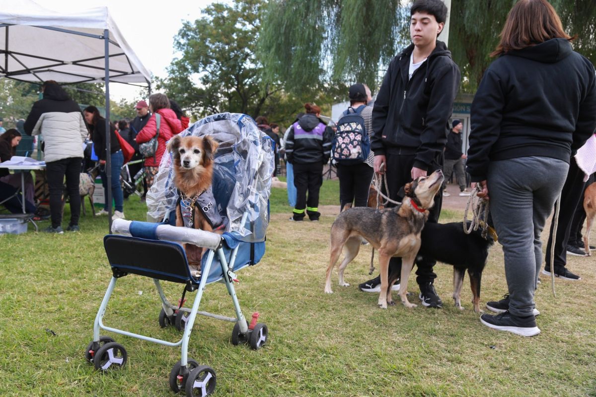 Una gran cantidad de vecinos se congregaron este sábado para realizarle controles a sus mascotas. Una gran cantidad de vecinos se congregaron este sábado para realizarle controles a sus mascotas. 