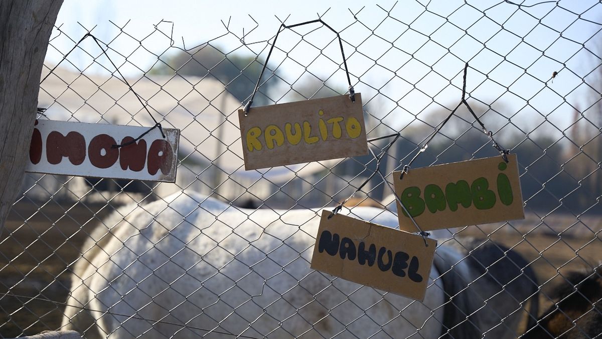 En Pempa todos los caballos, burros, la mula y los perros tienen su nombre y están debidamente identificados. En Pempa todos los caballos, burros, la mula y los perros tienen su nombre y están debidamente identificados.