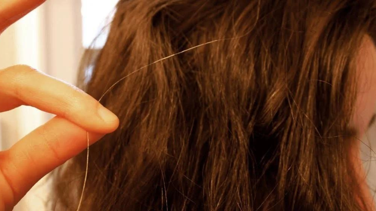 Este mito sobre que al arrancar una cana aparecen 7 canas más ha logrado perpetuarse en el tiempo. Este mito sobre que al arrancar una cana aparecen 7 canas más ha logrado perpetuarse en el tiempo.