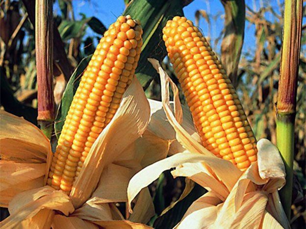 Consideran ventajoso el nuevo cupo de exportación de maíz