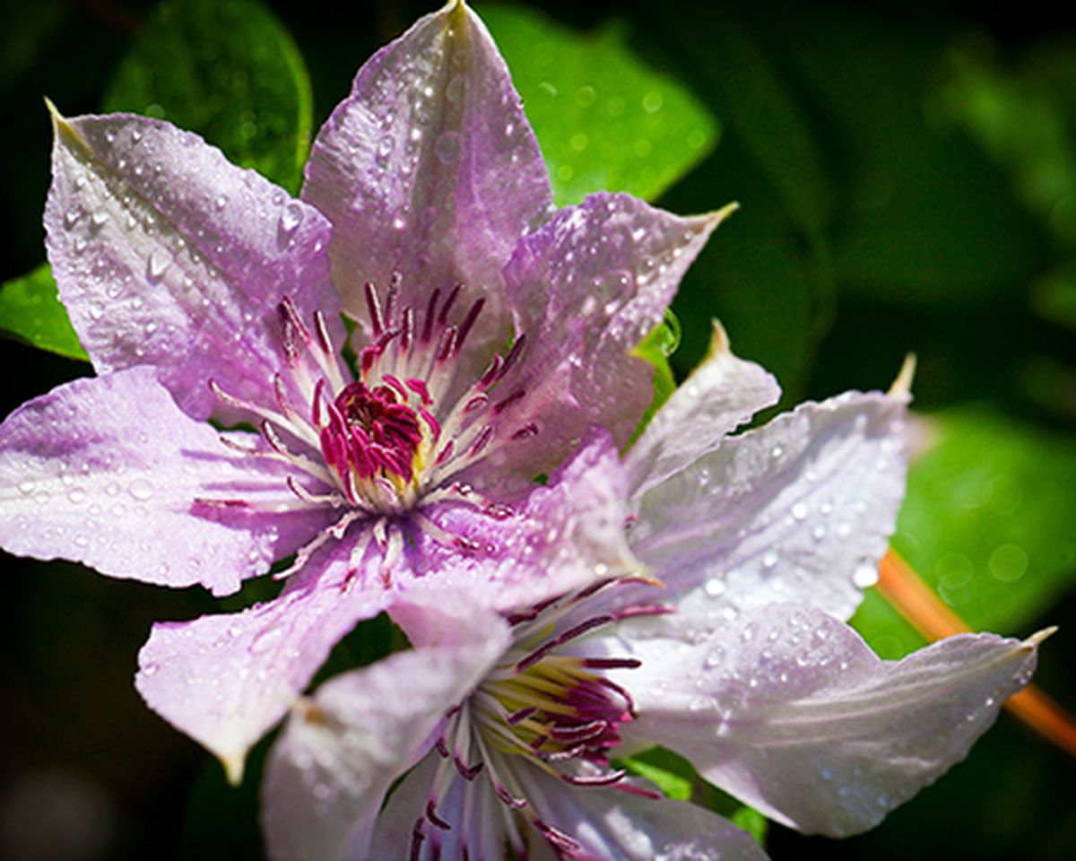 La clematis tiene flores agrupadas en racimos de color blanco, con distintos estambres claramente visibles. La clematis tiene flores agrupadas en racimos de color blanco, con distintos estambres claramente visibles.