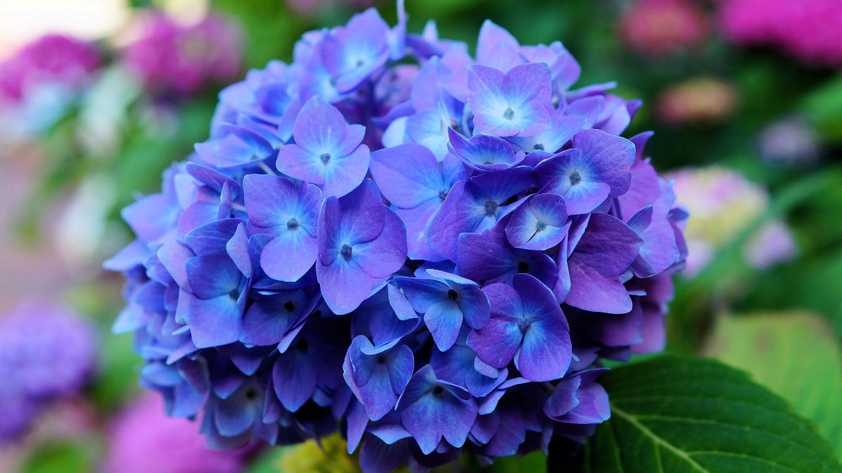 ¿Por qué NO debes tener una hortensia en la puerta de tu casa?