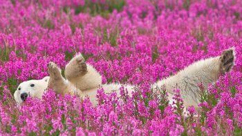 Osos polares jugando en un campo de flores