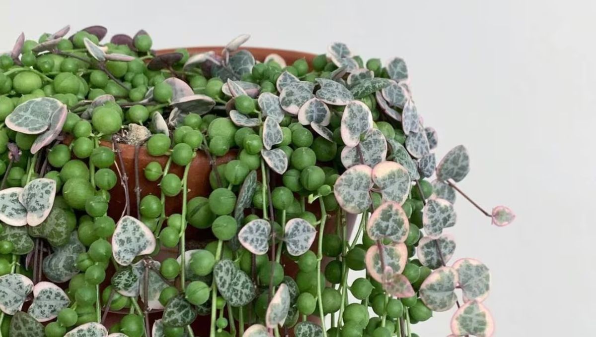 Suculenta Rosario. Suculenta Rosario. 