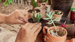 El sustrato casero para que tus plantas crezcan&nbsp;