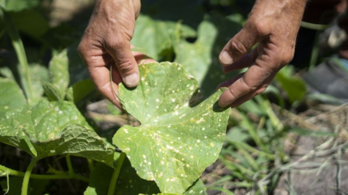 El trabajo de las mujeres cuida y sana la tierra. (Foto: Julieta Bugacoff) El trabajo de las mujeres cuida y sana la tierra. (Foto: Julieta Bugacoff)