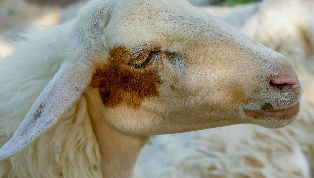 Todos tenemos manchas de nacimiento, incluso los animales.