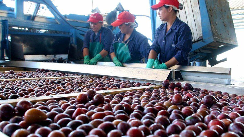 En el podio. Argentina está detrás de Chile y Estados Unidos en la producción mundial de ciruelas.