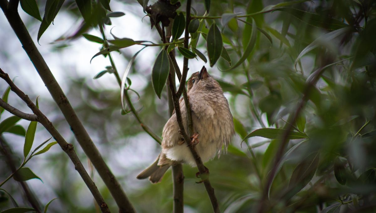 Este conocido animal es el símbolo nacional de argentina