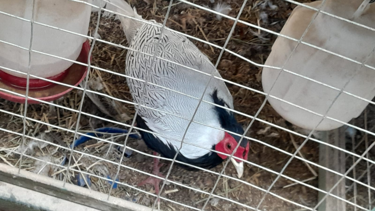 Perdiz griega. Perdiz griega.