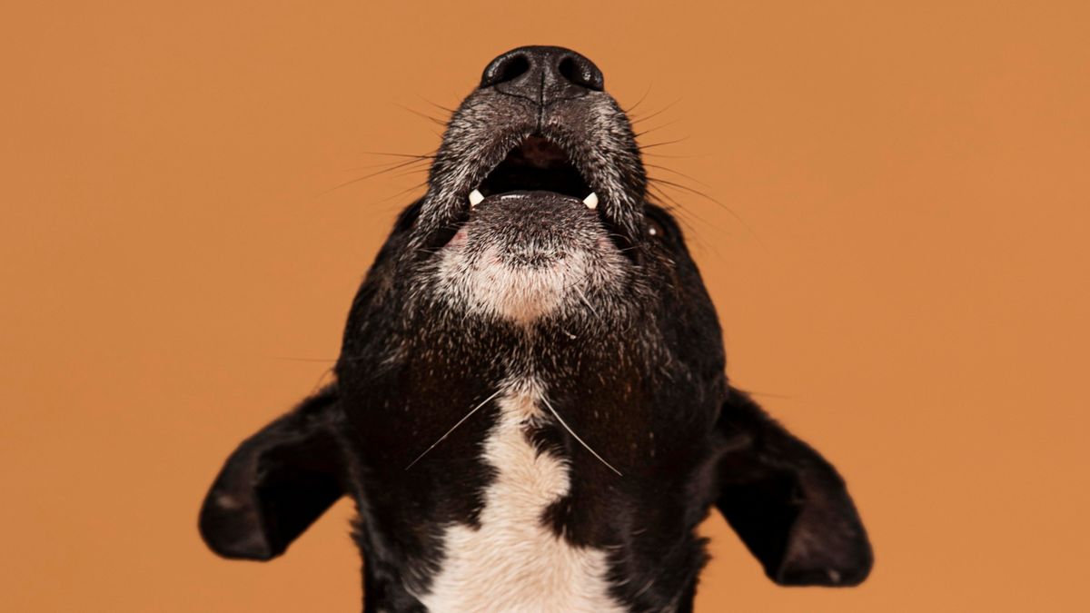 La acción de aullar tiene varios significados para la ciencia veterinaria La acción de aullar tiene varios significados para la ciencia veterinaria