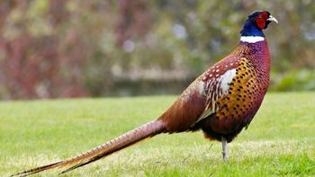 Después de 140 años, Auwo el pájaro aparece en una remota isla del Pacífico y reaviva la esperanza de su especie Después de 140 años, Auwo el pájaro aparece en una remota isla del Pacífico y reaviva la esperanza de su especie