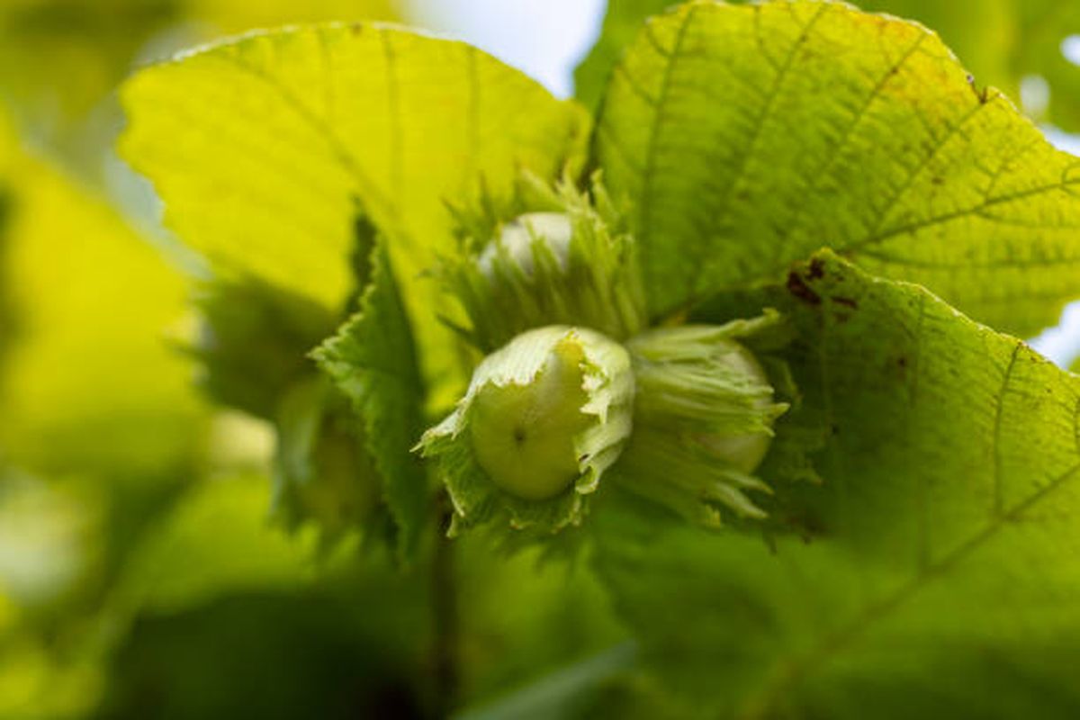 El avellano es uno de los árboles frutales ideales para cultivar entre agosto y septiembre. El avellano es uno de los árboles frutales ideales para cultivar entre agosto y septiembre.