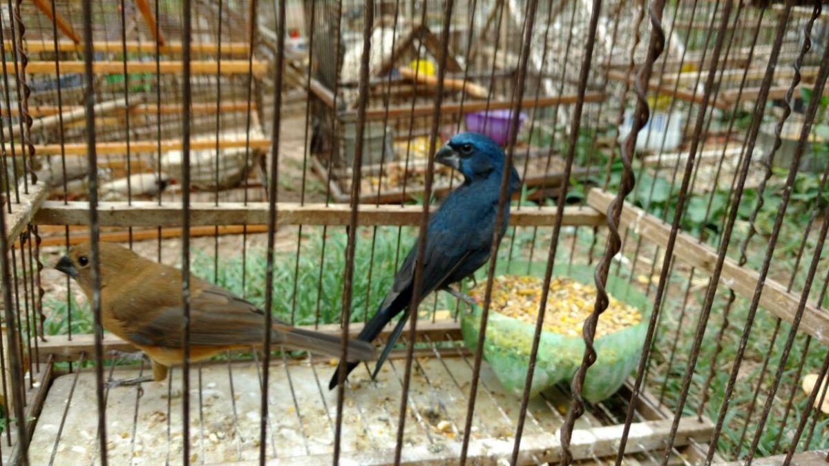 El comercio de aves canoras es lucrativo, pero atenta contra el frágil ecosistema del desierto mendocino. Aquí se recuperó a un jilguero y una reina mora.