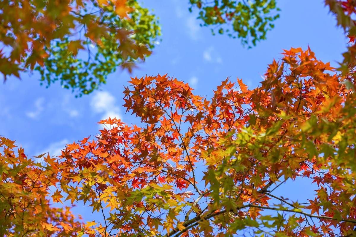 El bosque secreto de Guadalajara que se parece a Canadá