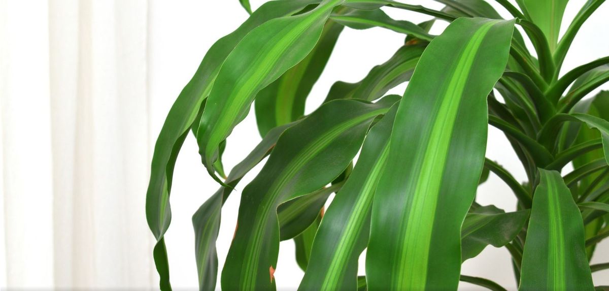 Beneficio de tener la planta palo de agua, atrae el dinero y la fortuna. Beneficio de tener la planta palo de agua, atrae el dinero y la fortuna.