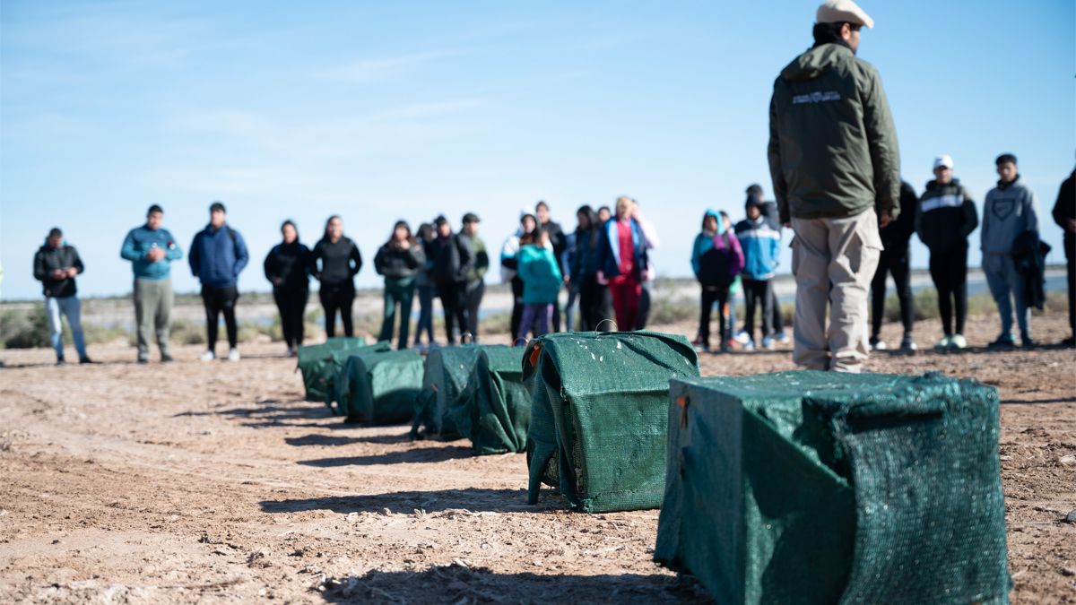 Liberaron aves silvestres en el Ramsar de Desaguadero Liberaron aves silvestres en el Ramsar de Desaguadero
