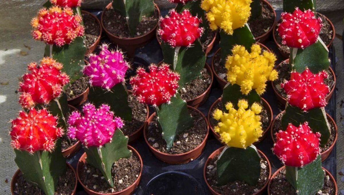 Cactus injertado. Cactus injertado.