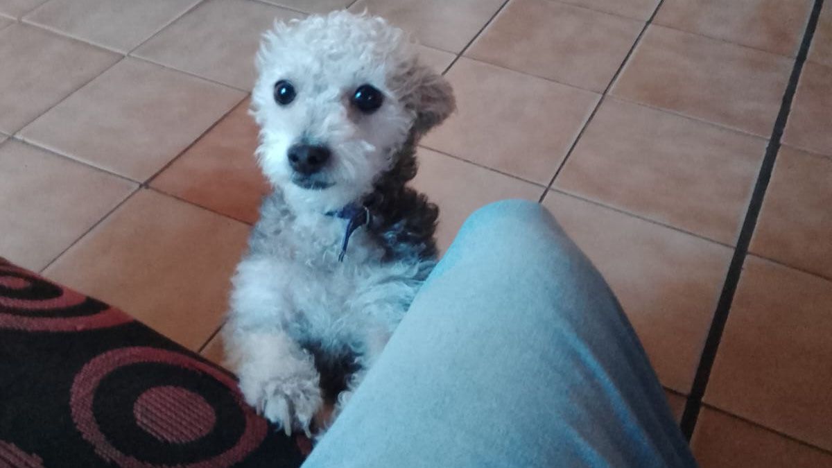 Lola es una perra de acompañamiento y terapéutico que ayuda a su dueña con Parkinson. Lola es una perra de acompañamiento y terapéutico que ayuda a su dueña con Parkinson.