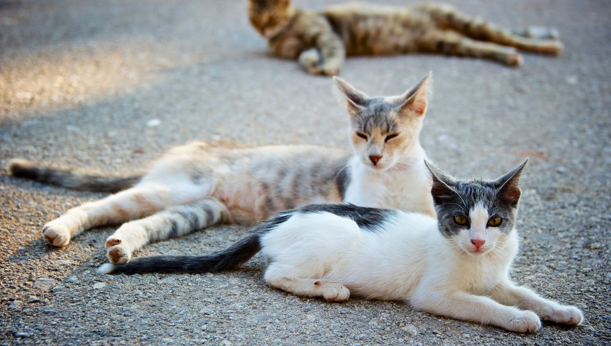 Las gattaras son mujeres que cuidan a los gatos callejeros con amor, comida y acompañamiento. Las gattaras son mujeres que cuidan a los gatos callejeros con amor, comida y acompañamiento. 