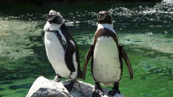Una pareja de pingüinos que pasea de la 