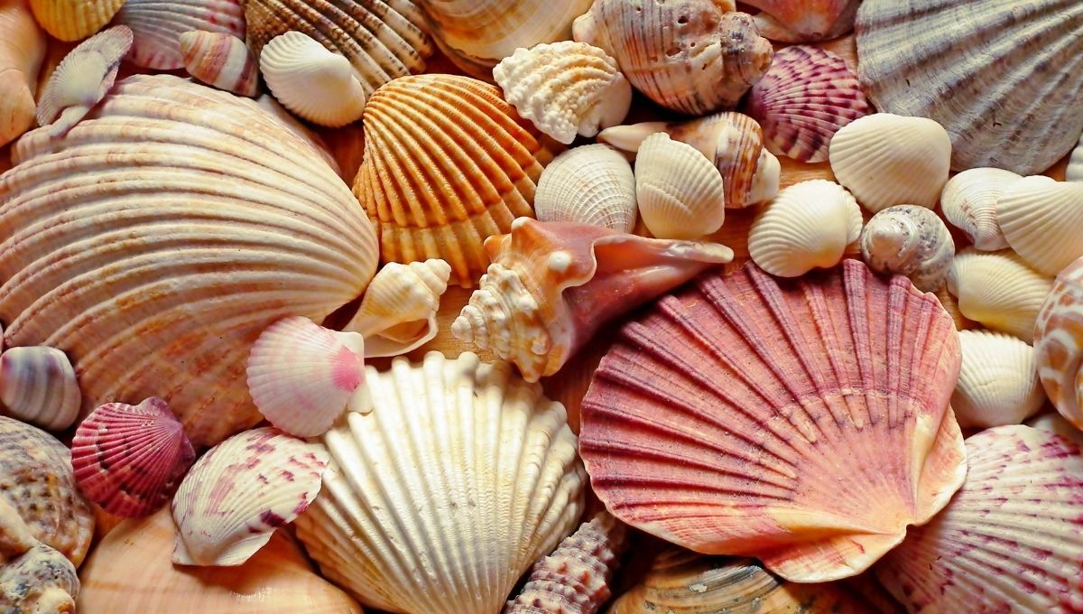 Con un par de conchas de mar, crea hermosas velas para tu casa