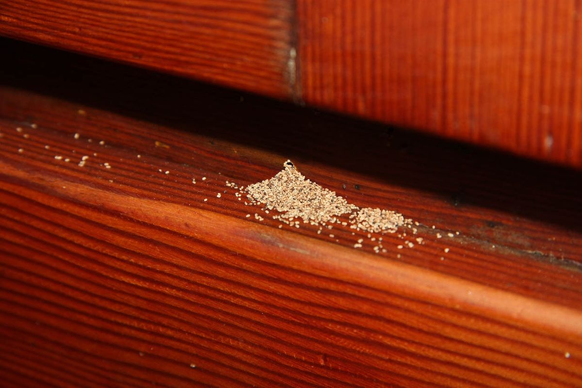 Ni la hormiga ni la cucaracha: esta es la plaga que más daños puede causar en tu hogar Ni la hormiga ni la cucaracha: esta es la plaga que más daños puede causar en tu hogar