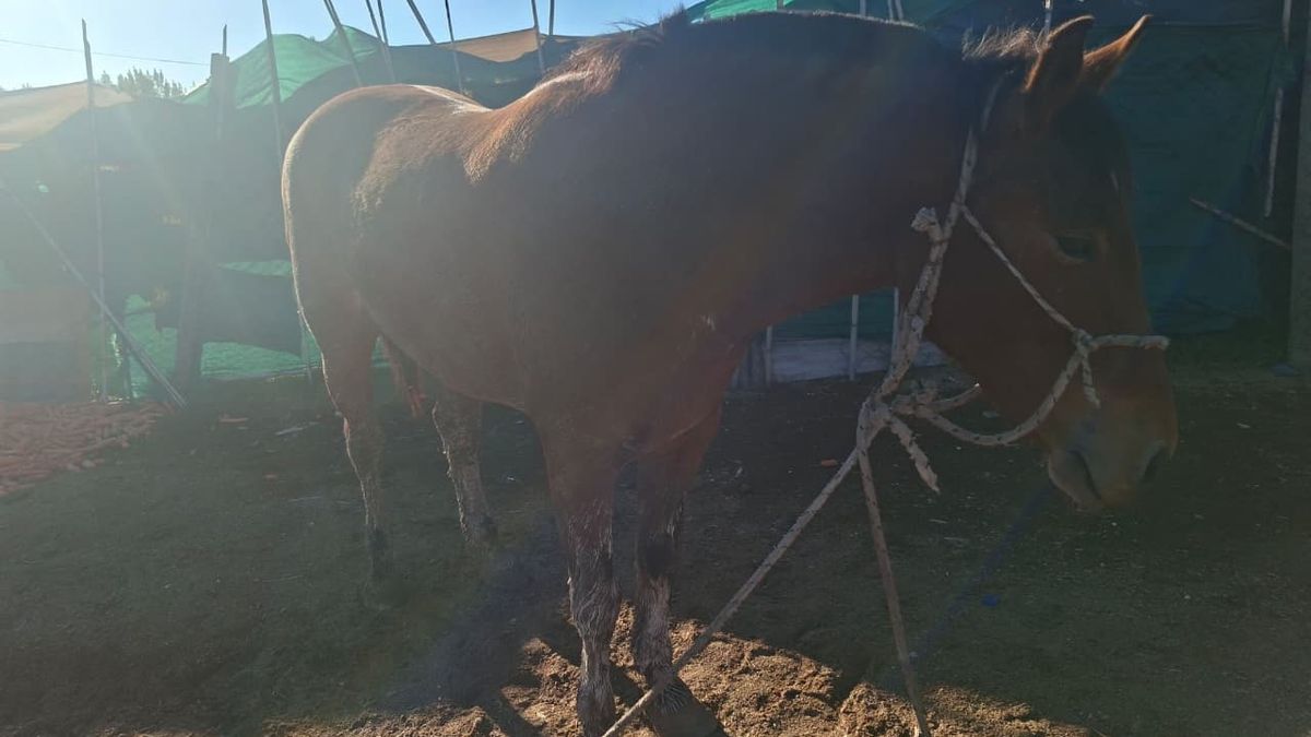 La Polic&iacute;a Rural recuper&oacute; caballos y vacas que estaban por ser v&iacute;ctimas de faena clandestina en Guaymall&eacute;n.