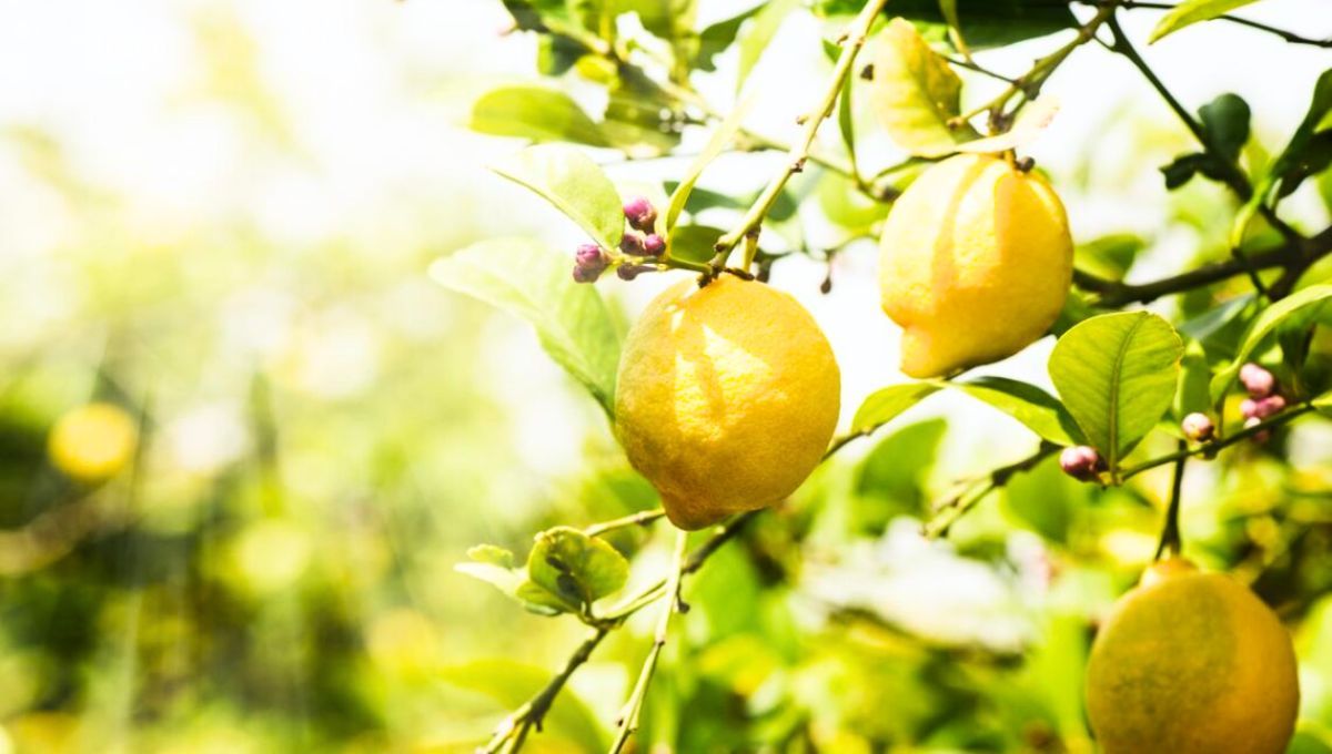 El limonero de tu casa puede crecer repentinamente gracias a este truco
