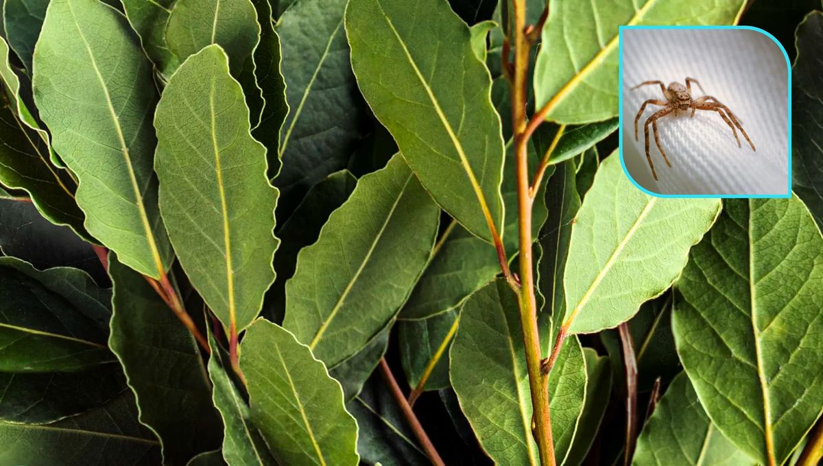 Cómo repeler a las arañas de tu casa usando hojas de laurel: trampa casera y efectiva