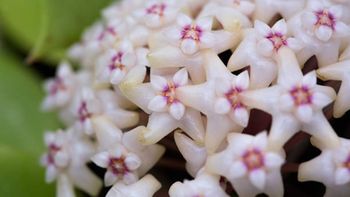 La planta de flores elegantes que crece en maceta, tolera la sombra y exige pocos cuidados de jardinería La planta de flores elegantes que crece en maceta, tolera la sombra y exige pocos cuidados de jardinería