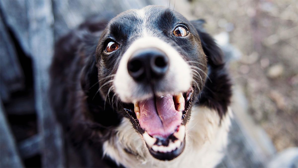 El perro generalmente vive entre los 8 y 20 años.