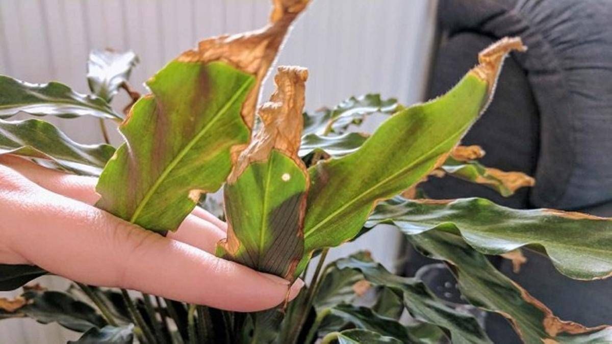 Plantas: es necesario cortar las hojas amarillas o marchitas ¿si o no?