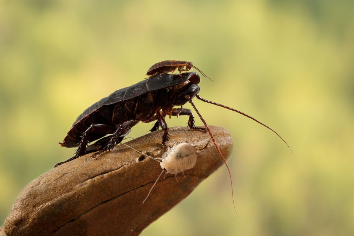El descubrimiento de una antigua cucaracha carnívora que dejó sin palabras al mundo El descubrimiento de una antigua cucaracha carnívora que dejó sin palabras al mundo