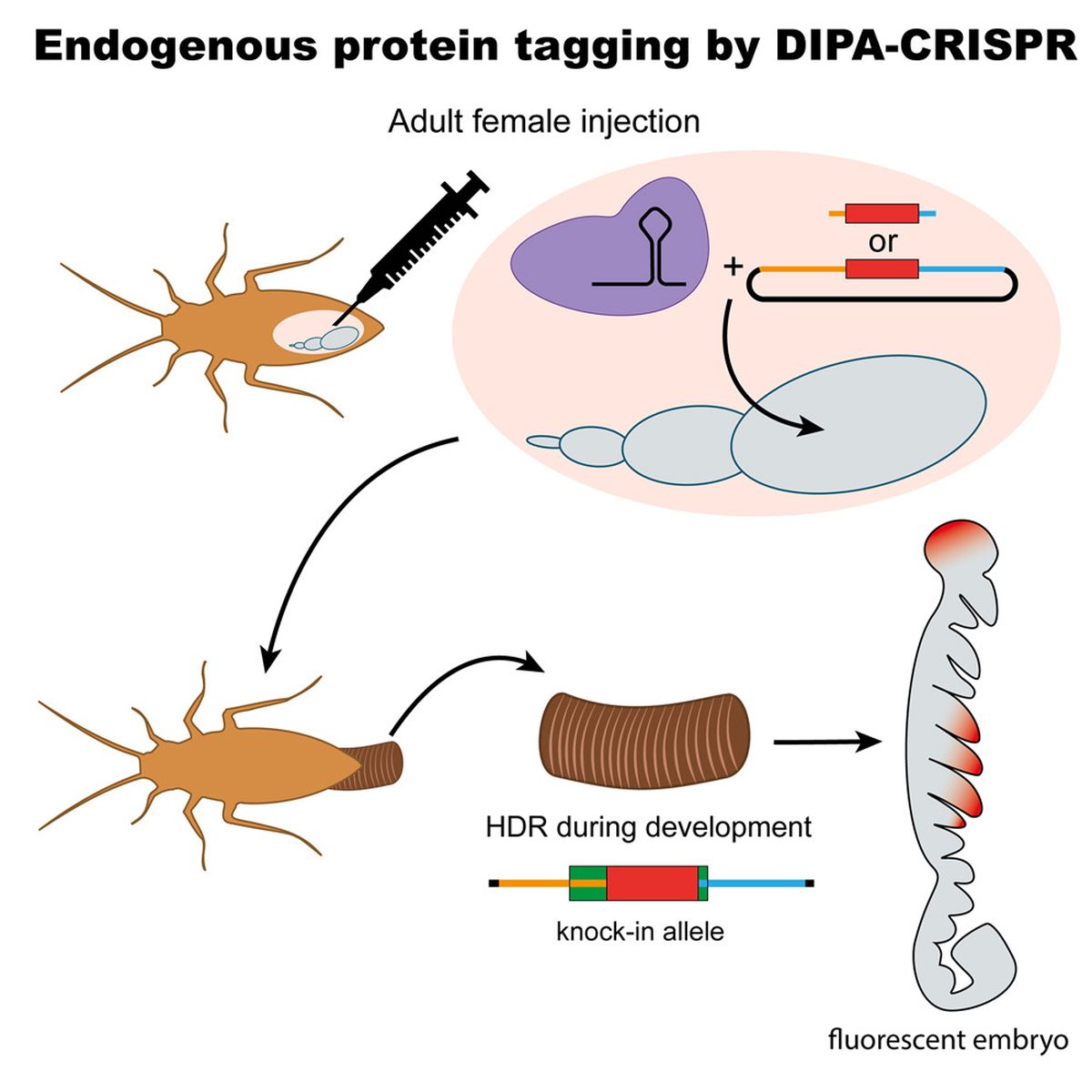 El m&eacute;todo empleado para modificar gen&eacute;ticamente a una cucaracha.