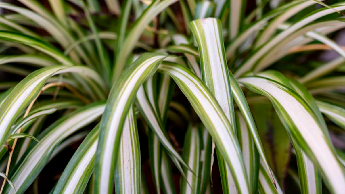 Trucos caseros. La planta de cintas es ideal para eliminar sustancias tóxicas en ambientes de la casa.