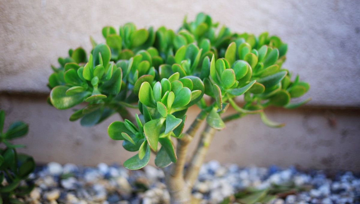 ¿Qué significa que aparezca un árbol de Jade en tu jardín?