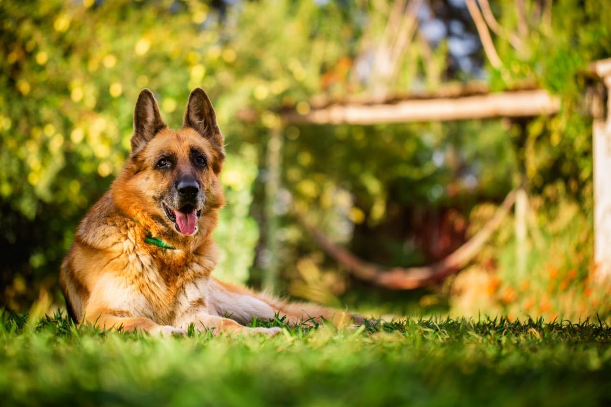 Muchas guarderías para mascotas en Mendoza son verdaderos hoteles. Los perros cuentan con parques de juegos y piscinas. Muchas guarderías para mascotas en Mendoza son verdaderos hoteles. Los perros cuentan con parques de juegos y piscinas.