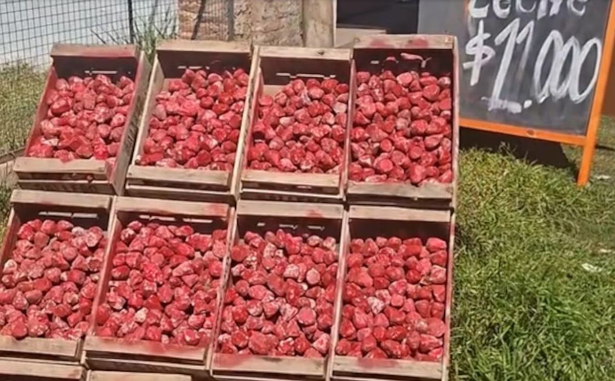 Gato por liebre. Una joven viajaba en moto cuando de repente frenó a comprar unas hermosas frutillas, pero no resultó ser lo que esperaba. 