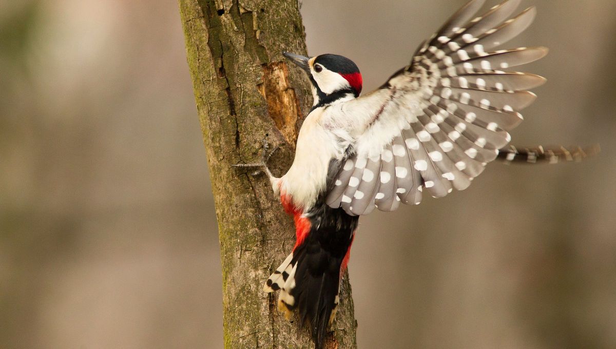 Se dio a conocer el sorprendente método con el que los pájaros carpinteros perforan la madera