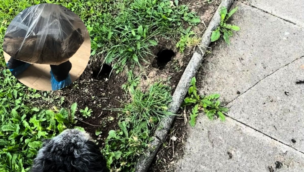 La rata encontrada en Reino Unido mide más de 50 centímetros