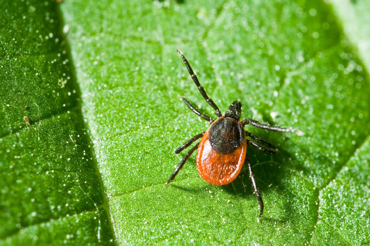 La enfermedad de Lyme es transmitida por la garrapata infectada de un ciervo. La enfermedad de Lyme es transmitida por la garrapata infectada de un ciervo.