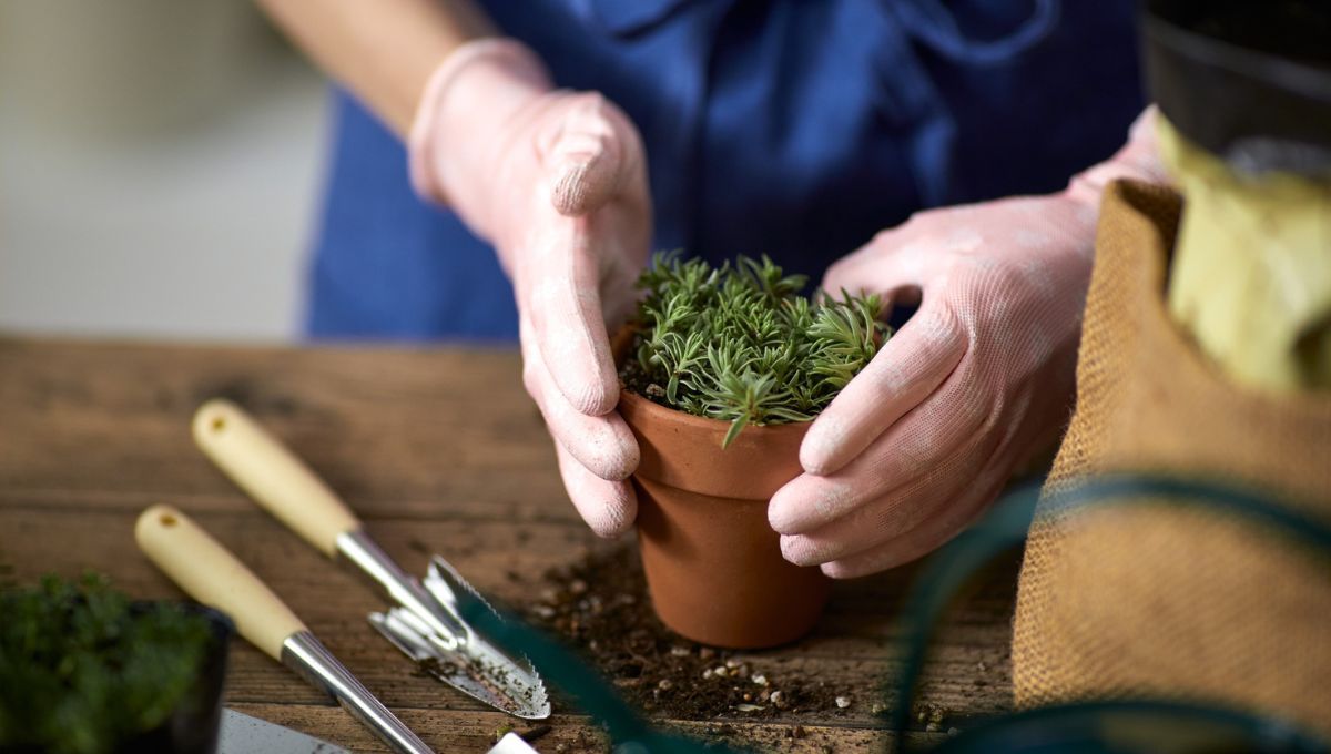 Tierra nutritiva. Tierra nutritiva.