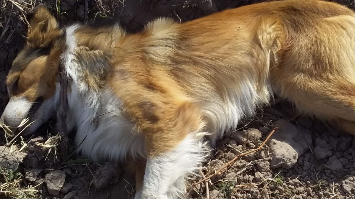 El border colie fue encontrado por su dueño, quien vio a pocos metros dos aves y un zorro también sin vida, e hizo la denuncia. El border colie fue encontrado por su dueño, quien vio a pocos metros dos aves y un zorro también sin vida, e hizo la denuncia.