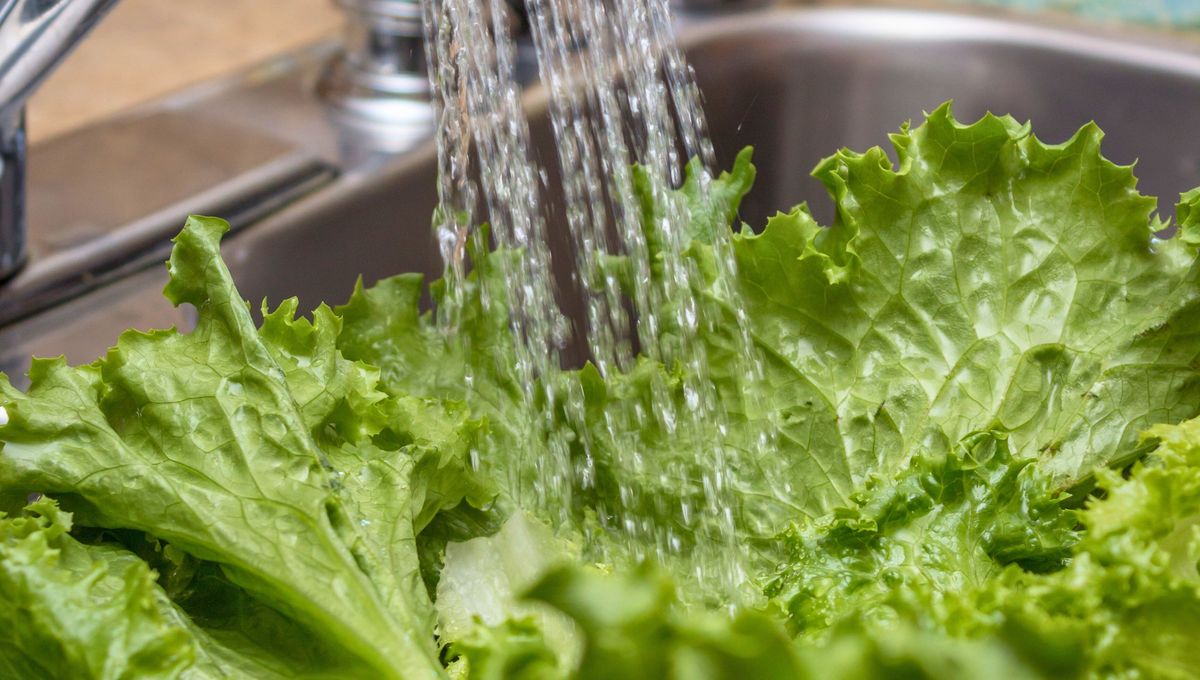 Por qué hay que rociar vinagre en la lechuga antes de comerla: ¿qué significa?