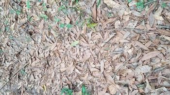 Acertijo visual: sólo un GENIO con vista de HALCÓN puede encontrar la víbora oculta