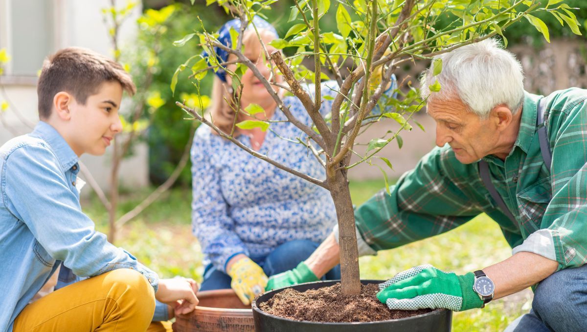 Fertilizante casero para el limonero 