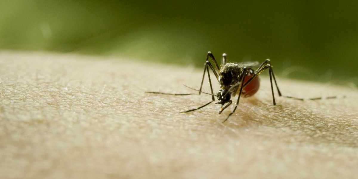 Discovery hace sonar la alarma sobre el riesgo de la próxima pandemia con el estreno global de Mosquito
