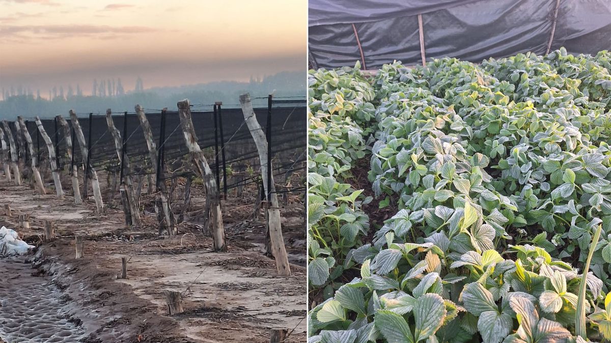 Las heladas tardías afectaron las zonas productivas de Mendoza y el pronóstico del tiempo indicó que pueden repetirse el martes. Las heladas tardías afectaron las zonas productivas de Mendoza y el pronóstico del tiempo indicó que pueden repetirse el martes.